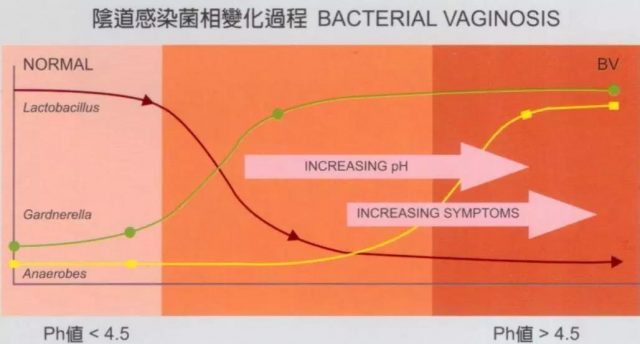 阴道感染菌相变化过程