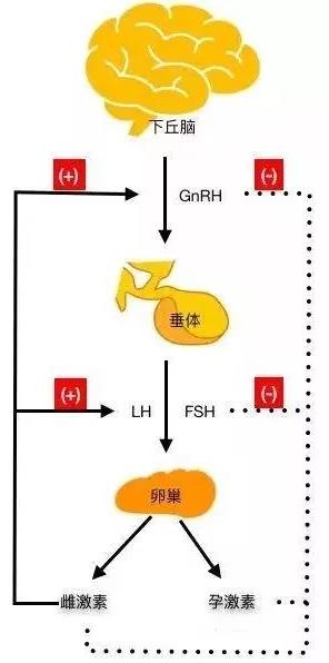 人体的三个重要的腺体，下丘脑——垂体——卵巢