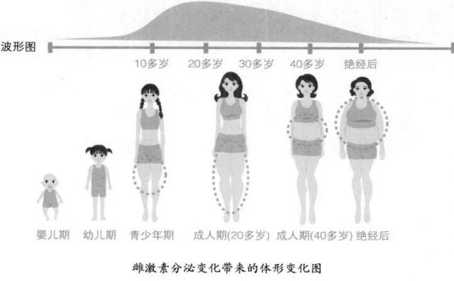 雌激素分泌变化带来的体形变化图